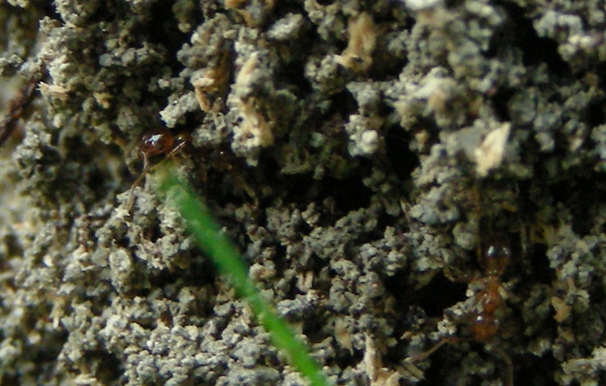 strutture esterne di formicaio:  Pheidole pallidula